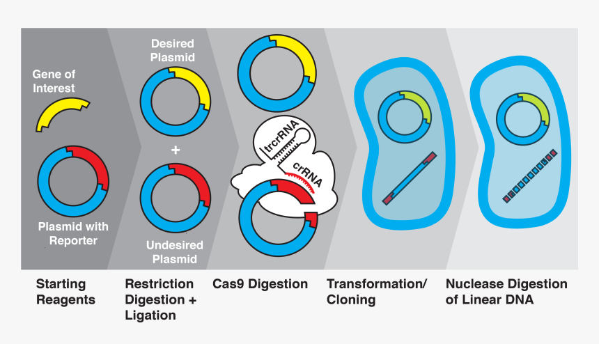 Gene , Png Download - Ligation Transformation, Transparent Png