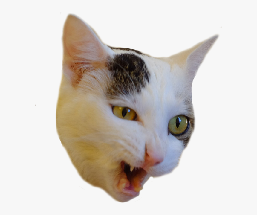 Psbattle At Prospect Of Eating Food Cutouts - Cat Eating Png, Transparent Png