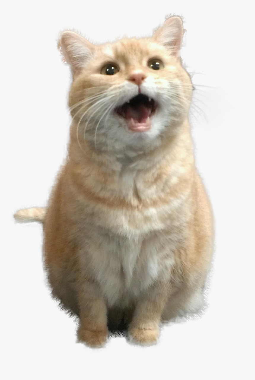 Mouthy Cat, HD Png Download