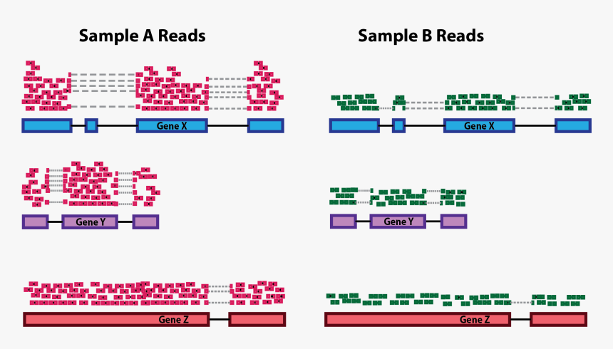 Rna Seq Normalization Depth, HD Png Download
