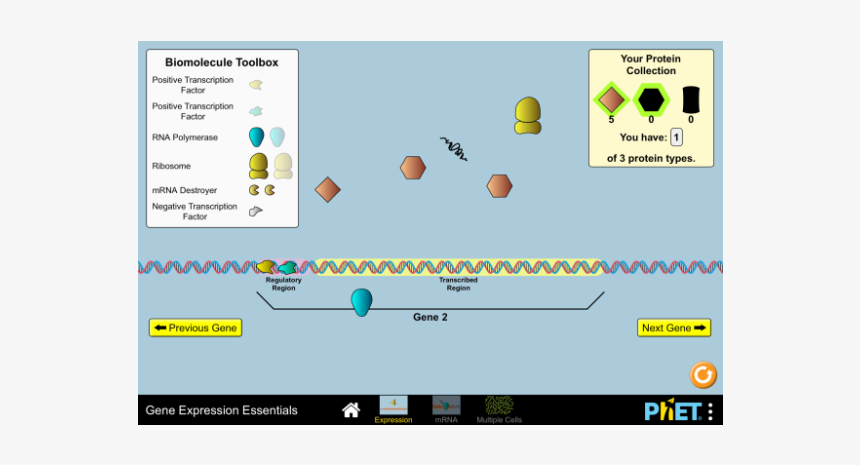 Gene Expression Essentials, HD Png Download