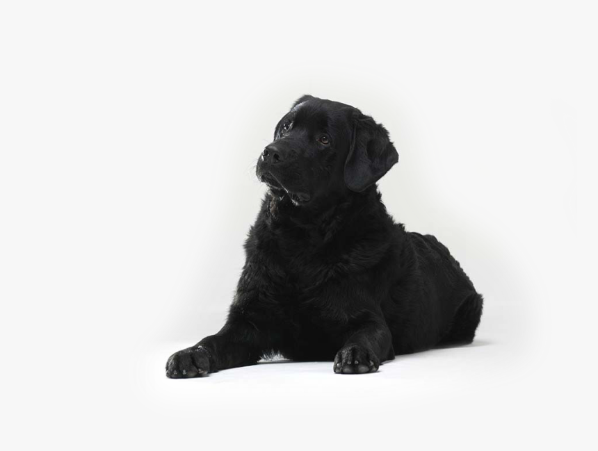 Transparent Mira Png - Companion Dog, Png Download