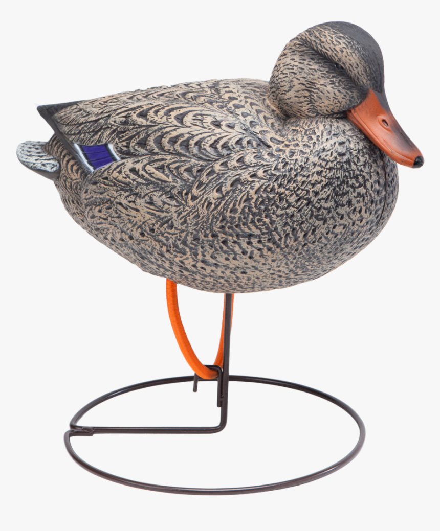 Oversized Field Mallard Snuggle Head Hen Duck Hunting - Mallard, HD Png Download