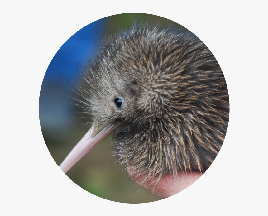 Bird Has Its Nostrils At The Tip, HD Png Download