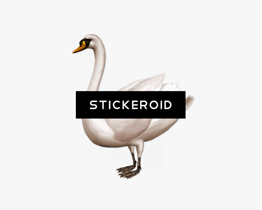 Swan Png , Png Download - Swan .png, Transparent Png
