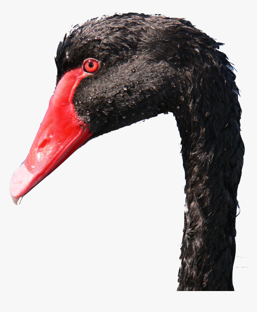 Photo Close-up Of Black Swan Head - Black Swan, HD Png Download