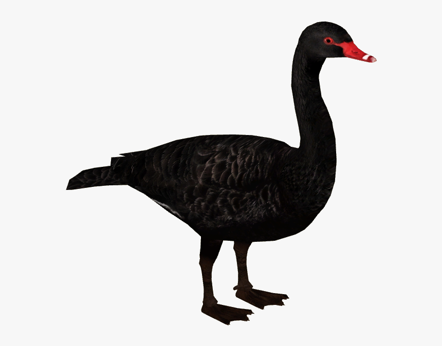 Black Swan, HD Png Download