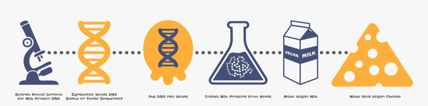 Stages Of Vc V2 - Real Vegan Cheese, HD Png Download