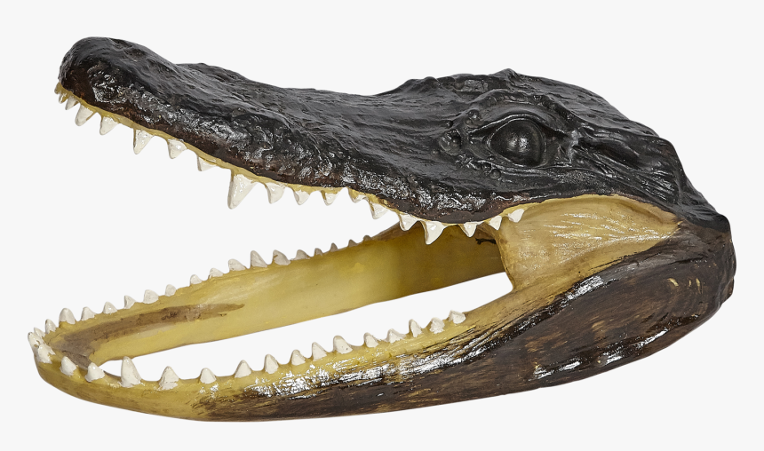 Gator Hat Png, Transparent Png