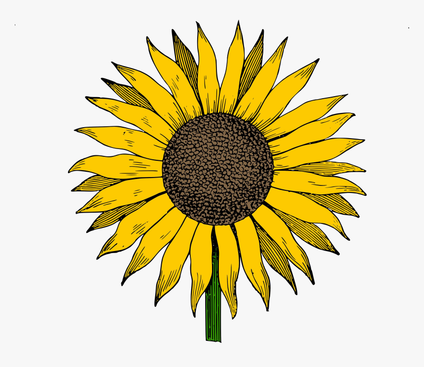 Sunflower Hd Clipart Photos The Cliparts Transparent - Clip Art Sunflower, HD Png Download