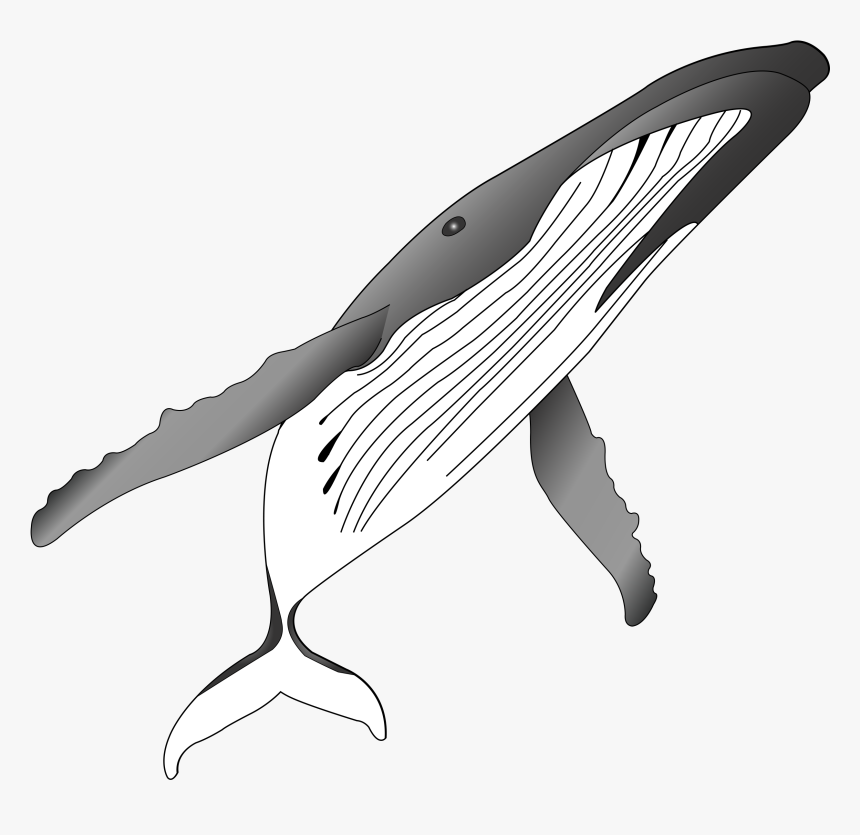 Png Royalty Free Stock Humpback Whale Clipart - Humpback Whale, Transparent Png