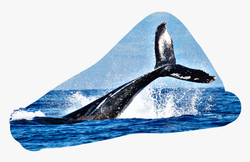 #tail #fin #water #splash #whale, HD Png Download