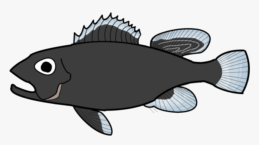 Transition Drawing Fish - California Flounder, HD Png Download