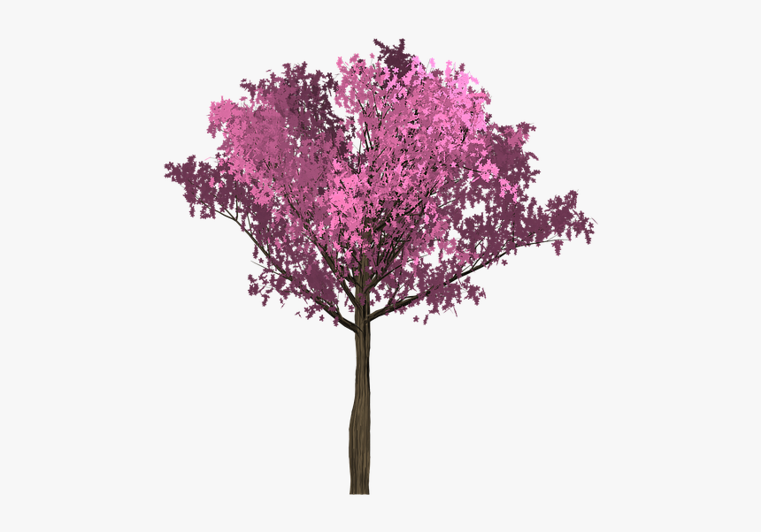 Cherry, Pink, Tree, Painted Tree, Purple - Arbol Rosado Png, Transparent Png