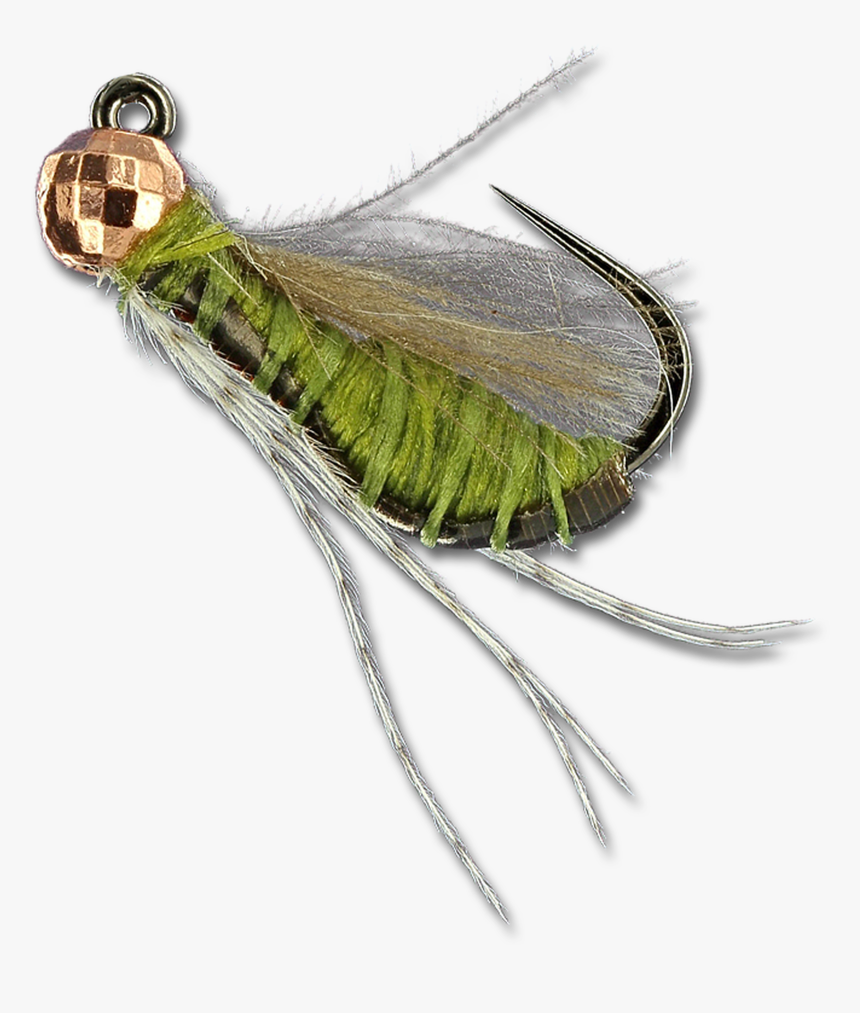 Fat Caddass - Olive - Callophrys, HD Png Download