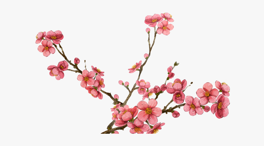 Plum Blossom Transparent Background, HD Png Download
