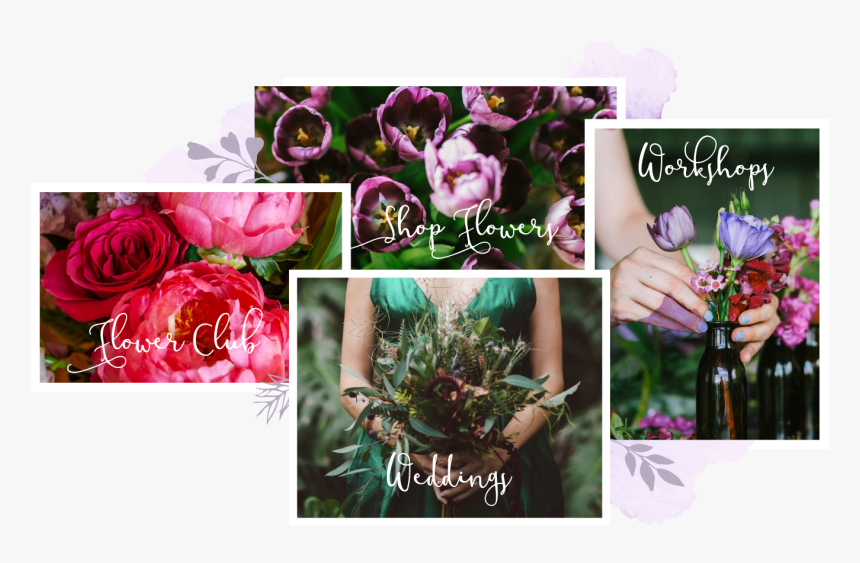 Floribunda, HD Png Download