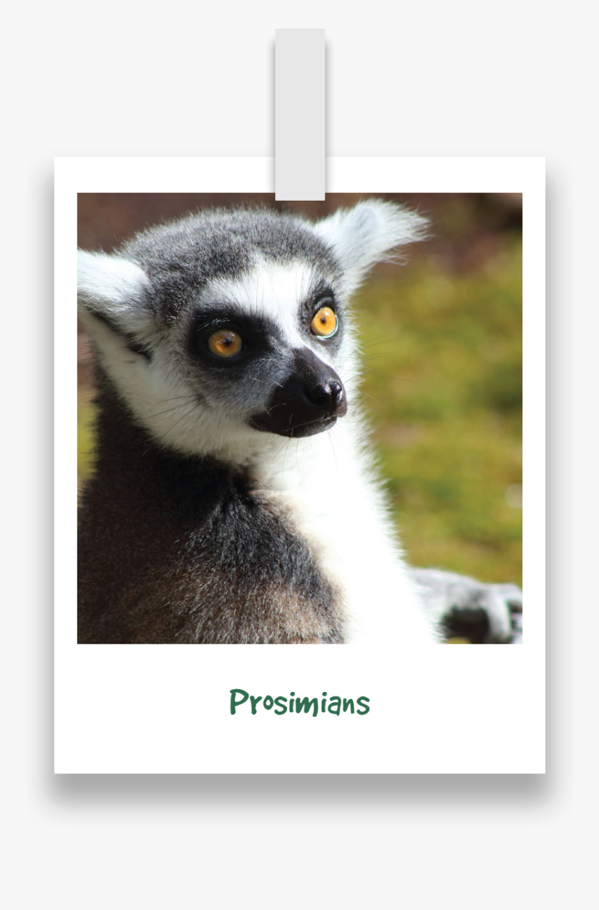 Nav-prosimians - Madagascar Cat, HD Png Download