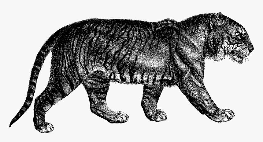 Tiger Mischief Managed - Modern Compiler Implementation In Ml, HD Png Download