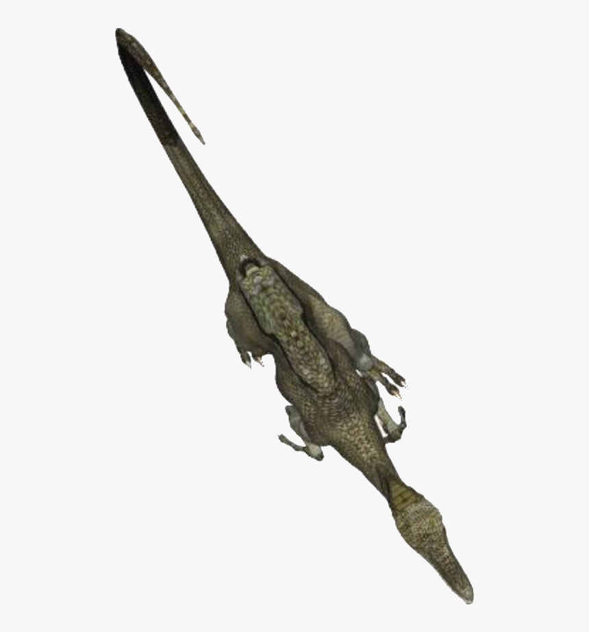 American Crocodile, HD Png Download