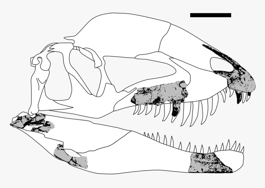 Dracovenator Fossils - Skull, HD Png Download