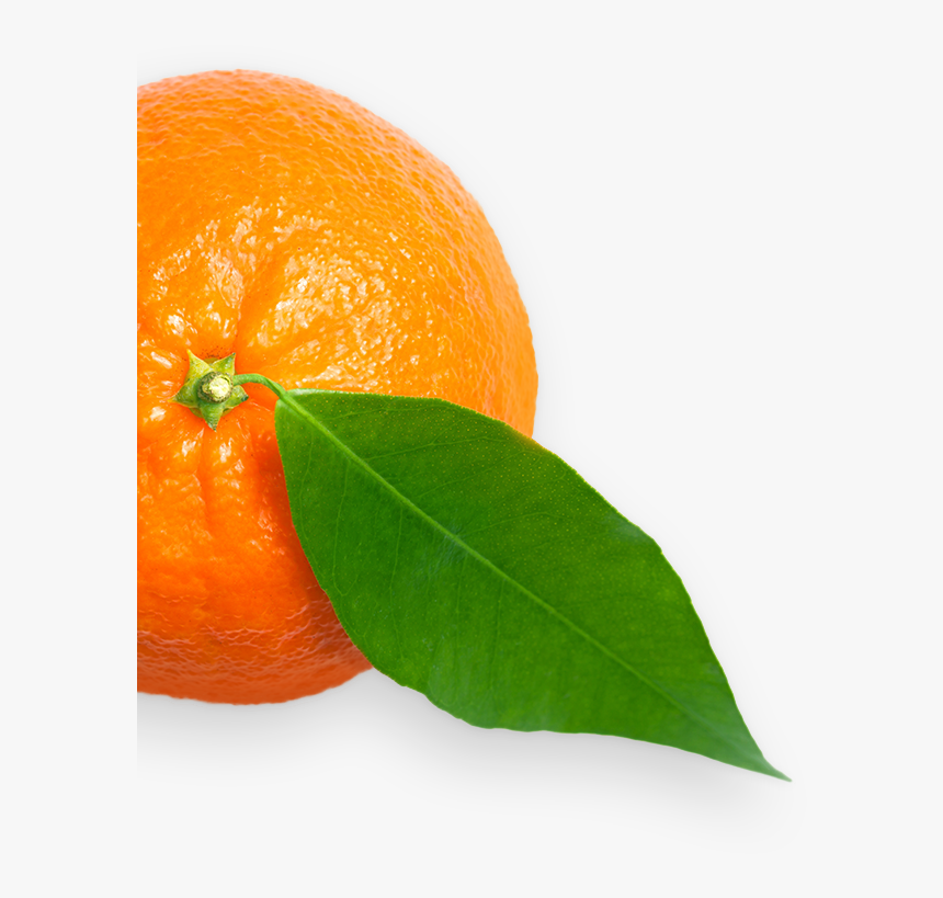 Transparent Clementine Png - Bitter Orange, Png Download