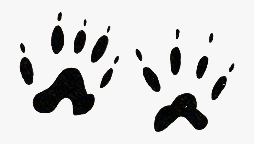 Footprints Animal Tatoo Wild Pawns Freetoedit - Mussel, HD Png Download