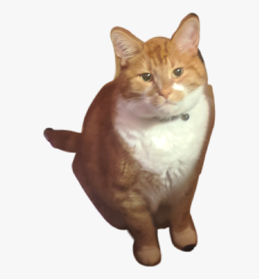 #monstercat - Squitten, HD Png Download