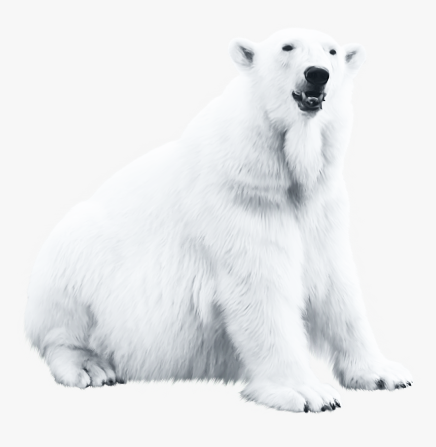 Polar Bear Blog - Polar Bear, HD Png Download