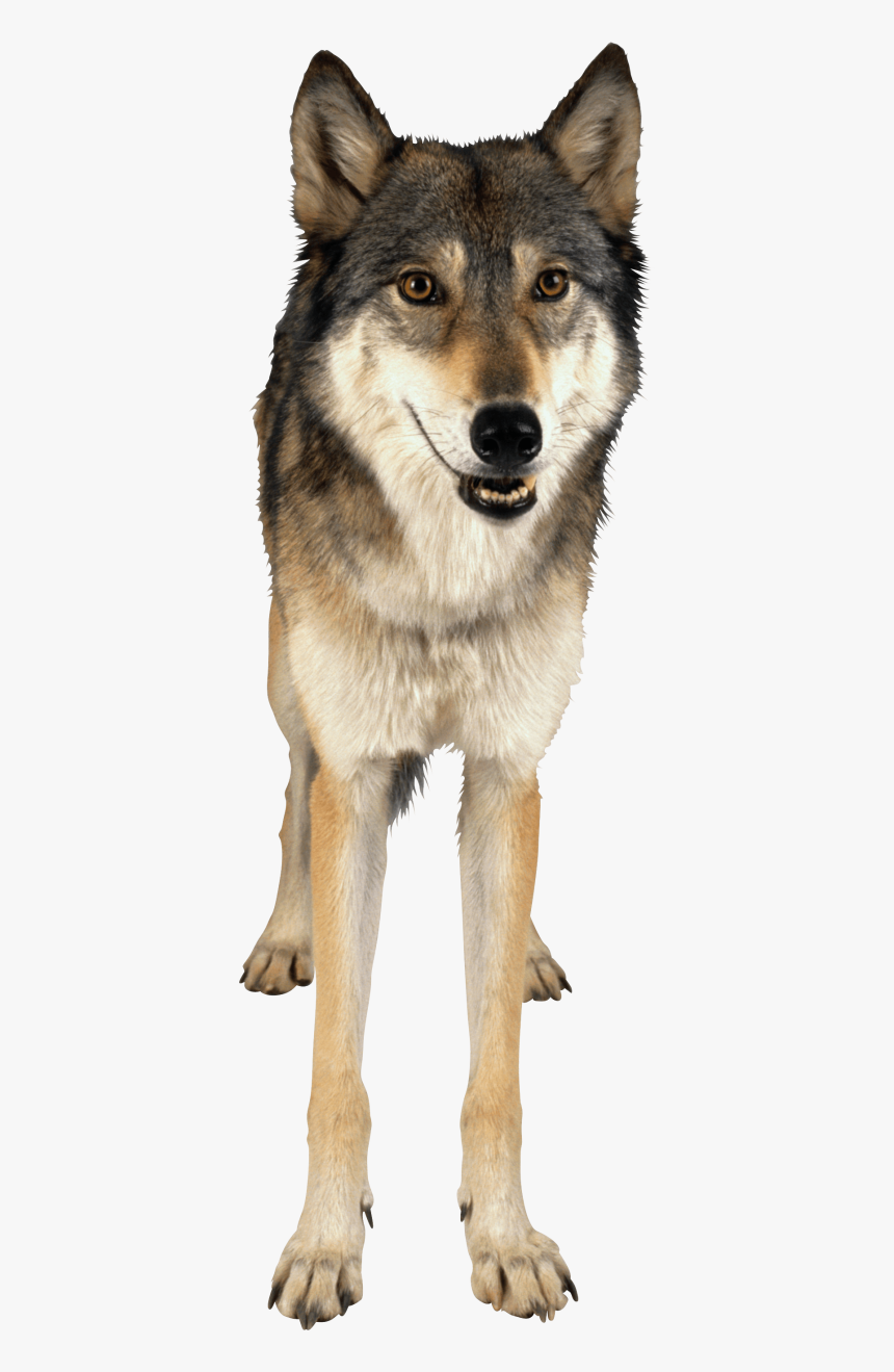 Wolf Png, Transparent Png