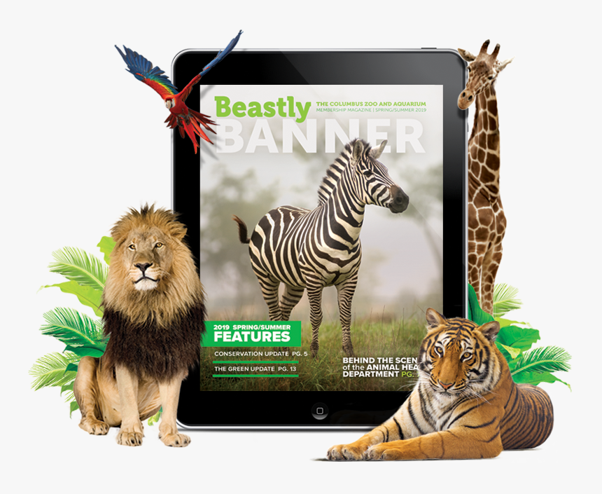 Thank You For Opting In To Receive Your Beastly Banner - Masai Lion, HD Png Download