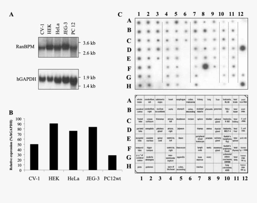 Number, HD Png Download