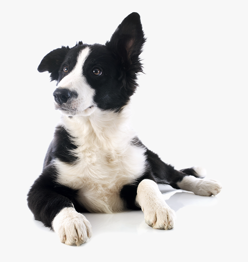 Shop Healthy Dog Treats - Cibi Tossici Per Il Cane, HD Png Download
