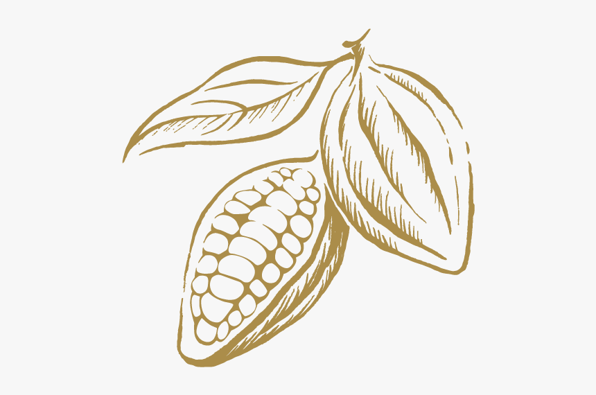 Leonidas Cocoa Bean, HD Png Download