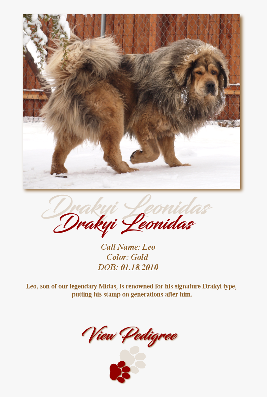 Drakyi Leonidas - Masai Lion, HD Png Download