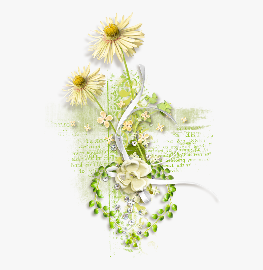 Aster, HD Png Download