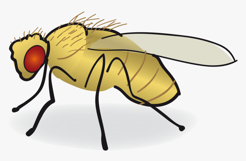 Drosophila-drawing - Svg - Drosophila Clipart, HD Png Download