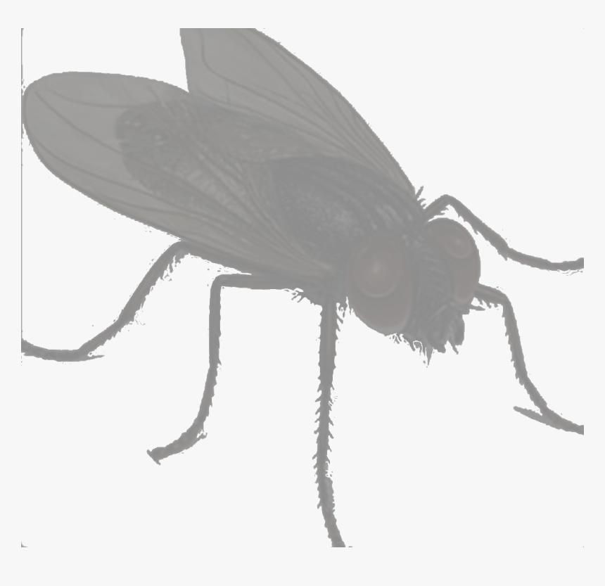 Clip Art Lalat, HD Png Download