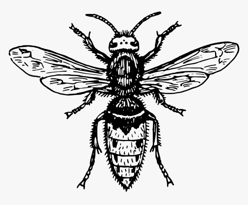 Symmetry,monochrome Photography,tree - Fly Clipart Black And White, HD Png Download
