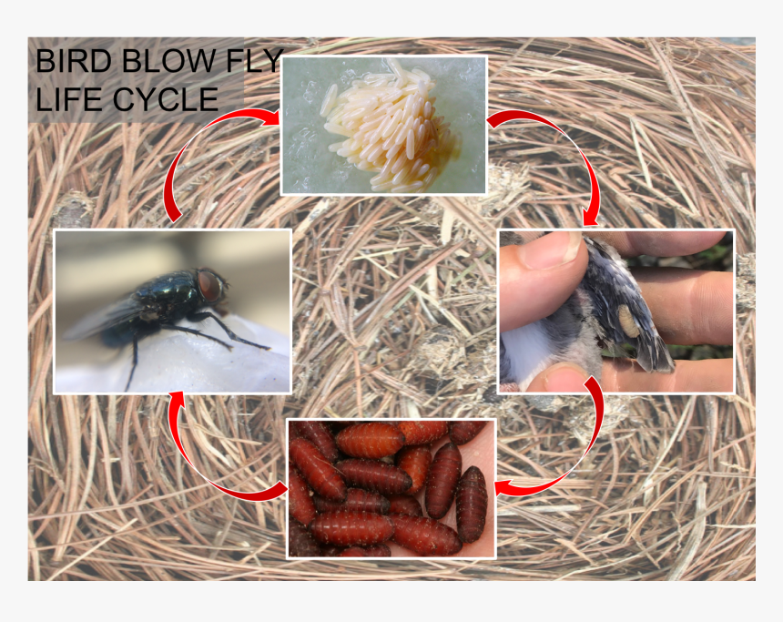 Bbf Life Cycle - Stable Fly, HD Png Download