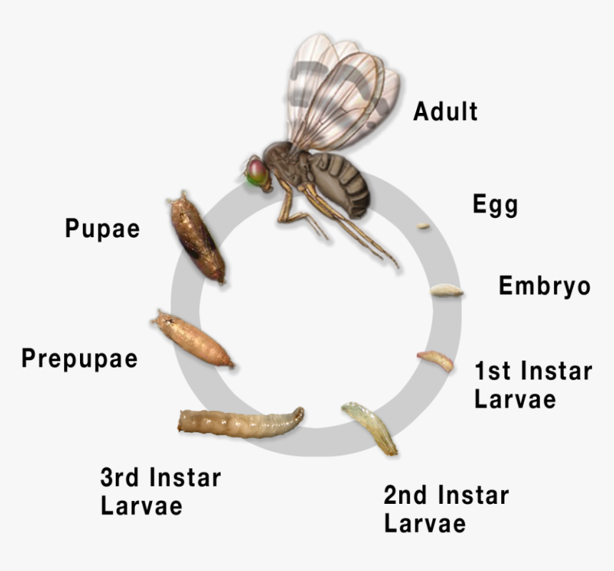 Tephritidae Life Cycle, HD Png Download