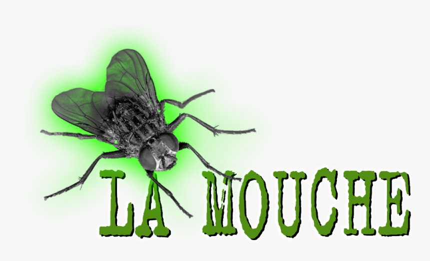 House Fly, HD Png Download
