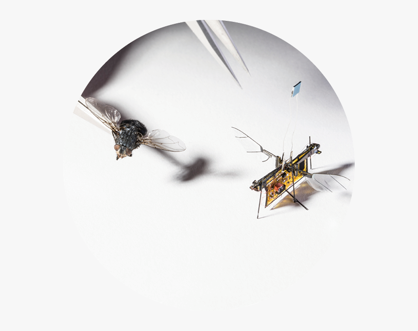 House Fly, HD Png Download