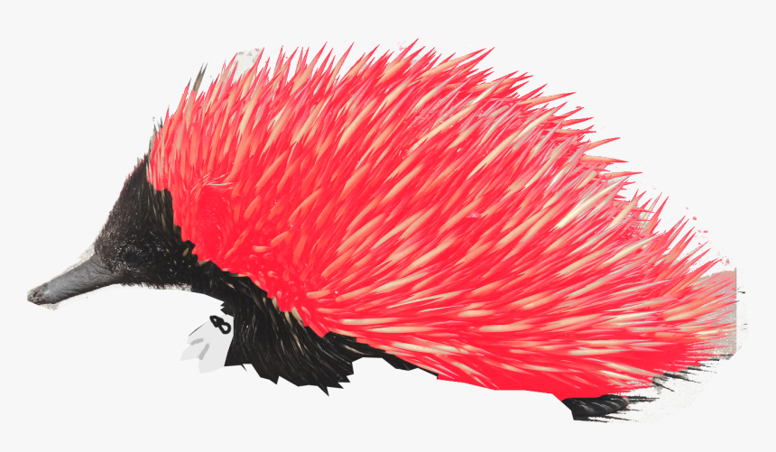 Transparent Knuckles The Echidna Png - Echidna, Png Download