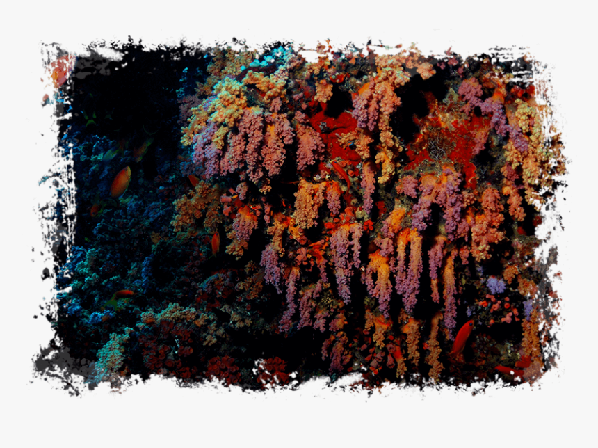 Maldives - Coral Reef - Maldives Fish Common, HD Png Download