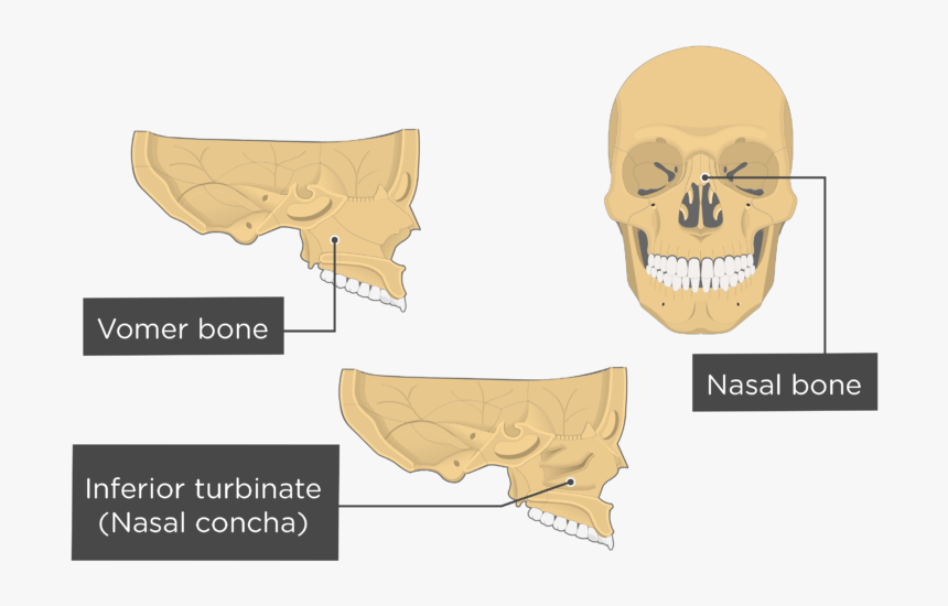 Nasal, Vomer, And Inferior Turbinate Bones Overview - Inferior Nasal Concha Bone, HD Png Download