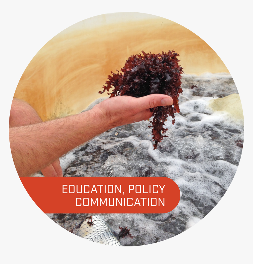 Art Internship - Tree - Tree, HD Png Download