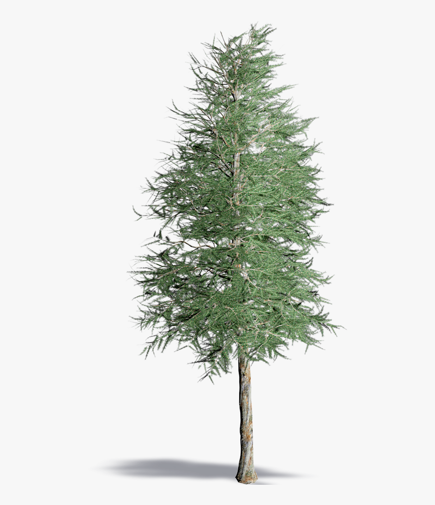 Japanese Larch - Realistic Pine Tree Png, Transparent Png