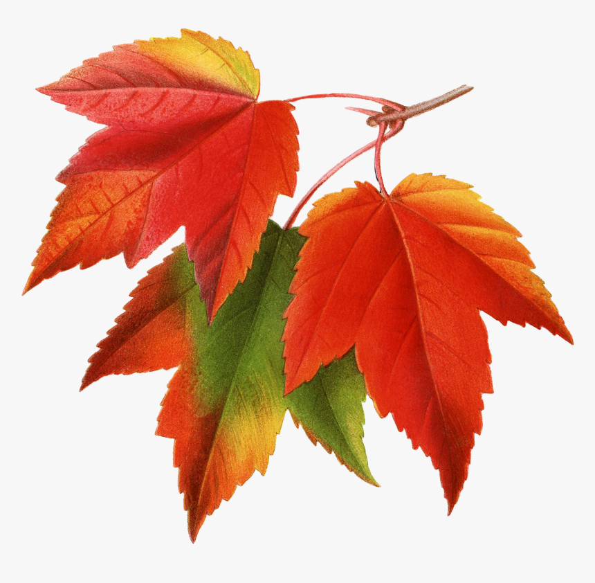 Canada Japanese Maple Red Maple Maple Leaf Clip Art - Autumn Leaves Png, Transparent Png