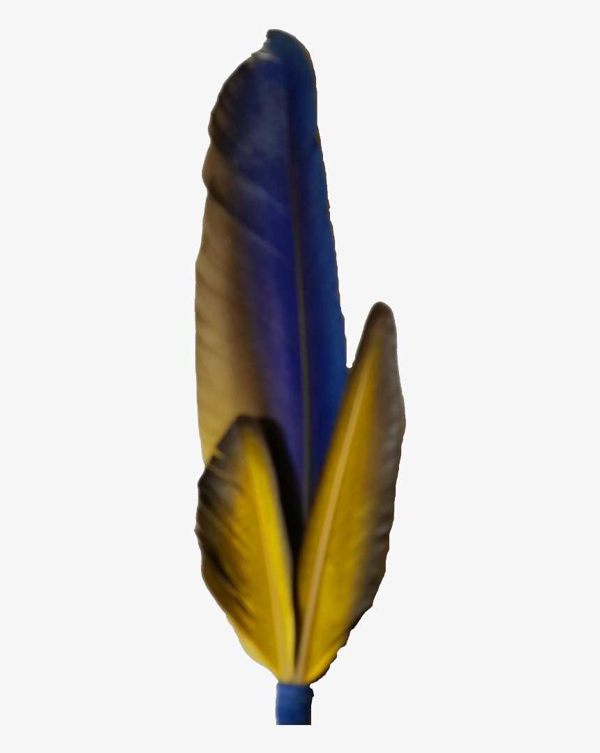 Macaw Feather Png Photo - Feather, Transparent Png